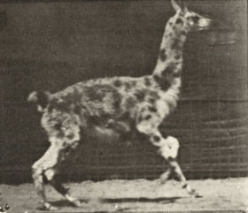 Plate 743 Guanaco galloping — figure reference